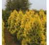Туя западная Европа Голд (Europe Gold) C2, 2 года